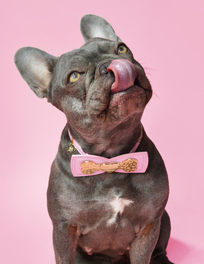Collar de perro